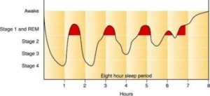 Sleep and learning sleep cycles